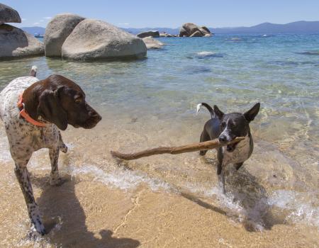 dogs playing at the edge of the water, dog with stick in his mouth at edge of water