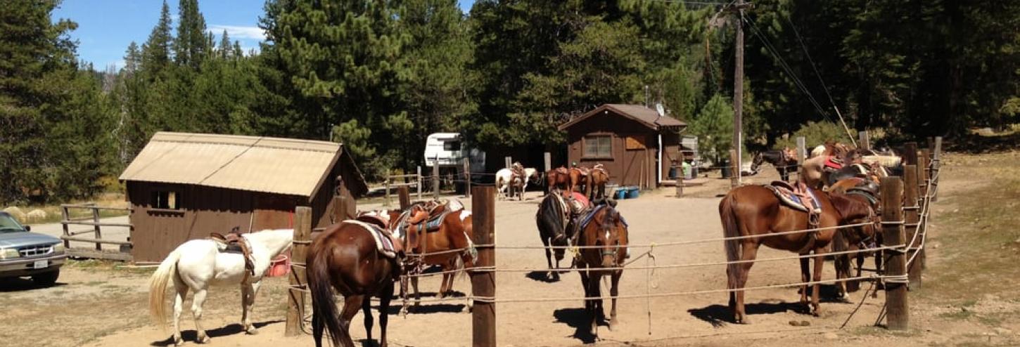 horses at the stables